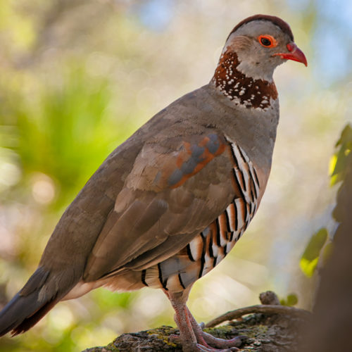 Gibraltar Barbary Partridge Bird